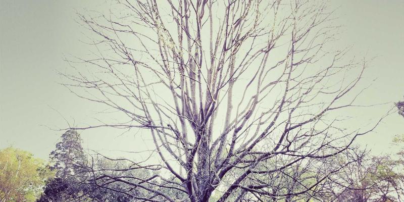 绿色电子商务：外贸电商如何通过可持续包装、碳足迹计算与环保品牌建设赢得全球市场